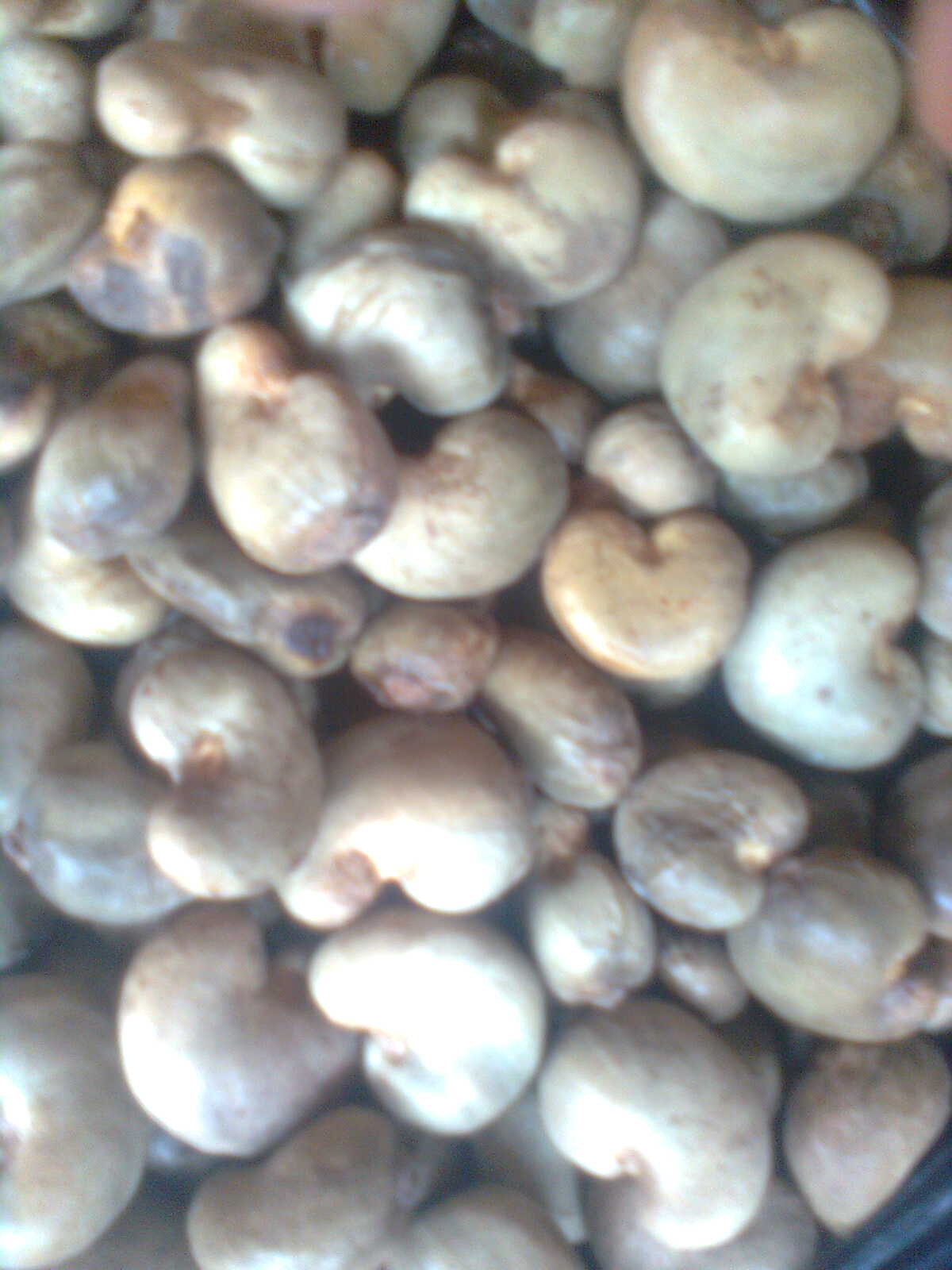 will cashew nuts make me fat